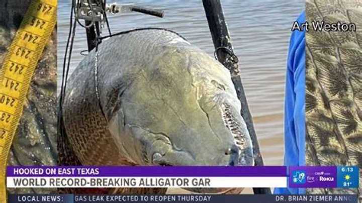 Alligator Gar Record Length: Exploring the Largest Specimens