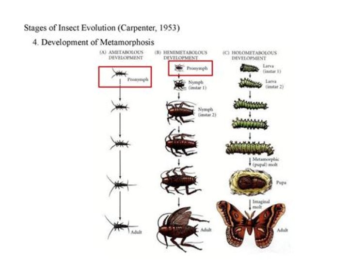 Discover the Fascinating World of the First Insect