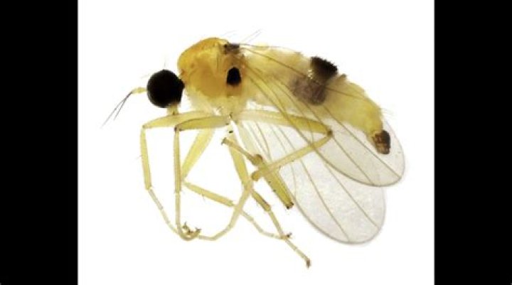 New Insects Discovered: Unveiling the Hidden Wonders of the Natural World