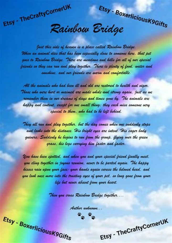 Rainbow Bridge Pet Loss: A Journey Through Healing and Remembrance