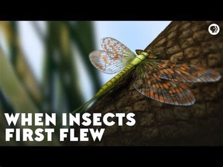 When Did the First Insects Appear: A Journey Through Evolution and Fascinating Discoveries