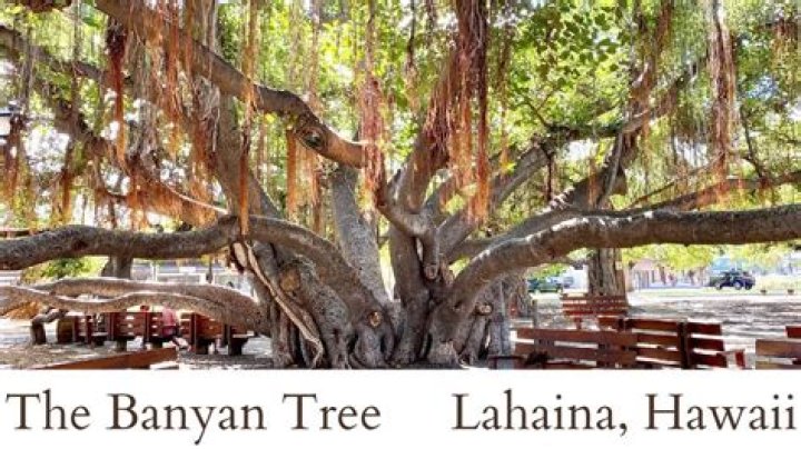 Where is the Oldest Banyan Tree Located? Discovering the Ancient Marvel