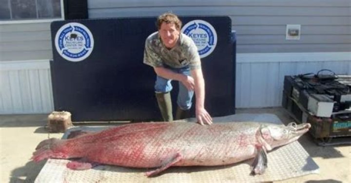 Unveiling the World Record Alligator Gar Length: A Comprehensive Dive